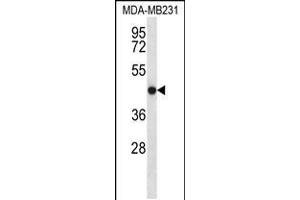 Western blot analysis in MDA-MB231 cell line lysates (35ug/lane). (TMEM43 anticorps  (AA 195-223))