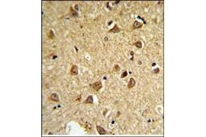 AP17989PU-N DIO2 Antibody staining of Formalin Fixed and Paraffin Embedded Mouse brain followed by peroxidase conjugation of the secondary antibody and DAB staining.