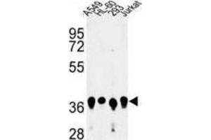 Western Blotting (WB) image for anti-Arginine and Glutamate Rich 1 (ARGLU1) antibody (ABIN3004117) (ARGLU1 anticorps)