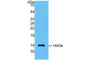 Detection of Recombinant MSTN, Human using Polyclonal Antibody to Myostatin (MSTN)