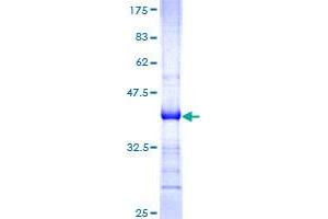 Platelet-Derived Growth Factor C (PDGFC) (AA 236-345) protein (GST tag)