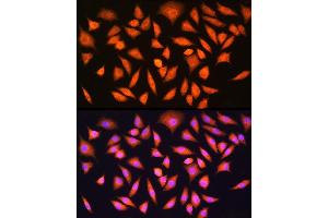 Immunofluorescence analysis of L929 cells using [KO Validated] HINT1 Rabbit pAb  at dilution of 1:100 (40x lens).