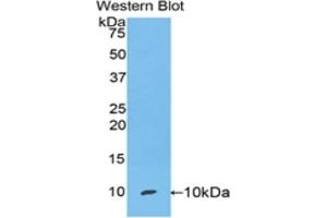 Western blot analysis of the recombinant protein. (SCGB1A1 anticorps  (AA 22-96))