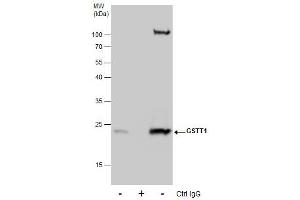 IP Image Immunoprecipitation of GSTT1 protein from HepG2 whole cell extracts using 5 μg of GSTT1 antibody, Western blot analysis was performed using GSTT1 antibody, EasyBlot anti-Rabbit IgG  was used as a secondary reagent. (GSTT1 anticorps)