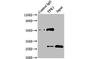 Immunoprecipitating TPK1 in Mouse kidney tissue Lane 1: Rabbit control IgG instead of ABIN7171975 in Mouse kidney tissue. (TPK1 anticorps  (AA 1-243))