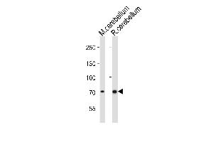 Western blot analysis of lysates from mouse cerebellum, rat cerebellum tissue lysate (from left to right), using Leo1 Antibody (C-term) (ABIN6242423 and ABIN6577877).