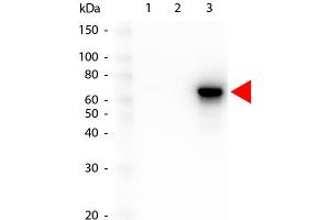 Western Blot of Mouse anti-AKT3 antibody. (AKT3 anticorps  (Internal Region) (Biotin))