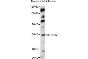 Western blot analysis of extracts of mouse small intestine, using SLC23A3 antibody (ABIN6290959) at 1:1000 dilution. (SLC23A3 anticorps)