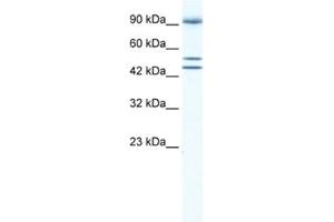Western Blotting (WB) image for anti-Bromodomain Containing 2 (BRD2) antibody (ABIN2460896) (BRD2 anticorps)