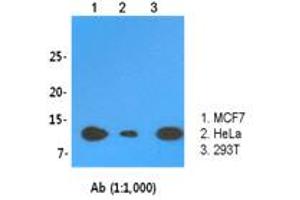 Western Blotting (WB) image for anti-LSM2 Homolog, U6 Small Nuclear RNA Associated (LSM2) (AA 1-95), (N-Term) antibody (ABIN1108066) (LSM2 anticorps  (N-Term))