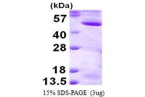 Image no. 1 for Mitogen-Activated Protein Kinase Kinase 2 (MAP2K2) (AA 1-400) protein (His tag) (ABIN7279802)