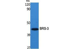 Western Blot (WB) analysis of specific cells using BRS-3 Polyclonal Antibody. (BRS3 anticorps  (Internal Region))