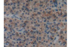 DAB staining on IHC-P; Samples: Rat Stomach Tissue