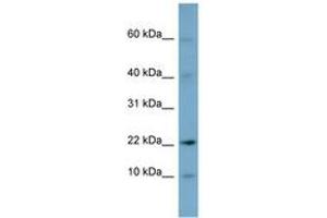 Image no. 1 for anti-Developmental Pluripotency Associated 5 (DPPA5) (N-Term) antibody (ABIN6741859) (DPPA5 anticorps  (N-Term))