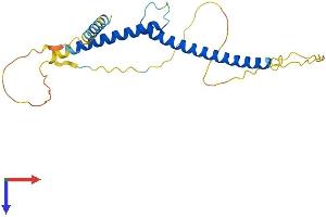 AlphaFold protein structure predicition of Mouse Recombinant Mxi1 Protein, UniprotID P50540