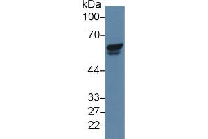 Western Blot; Sample: Human Jurkat cell lysate; Primary Ab: 5µg/ml Rabbit Anti-Human PAK2 Antibody Second Ab: 0. (PAK2 anticorps  (AA 177-419))