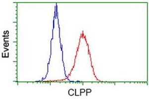 Image no. 4 for anti-ClpP Caseinolytic Peptidase, ATP-Dependent, Proteolytic Subunit Homolog (E. Coli) (CLPP) antibody (ABIN1497536)
