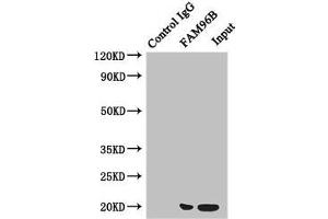 Immunoprecipitating FAM96B in Hela whole cell lysate Lane 1: Rabbit control IgG instead of (1 μg) instead of ABIN7160098 in Hela whole cell lysate. (FAM96B anticorps  (AA 1-163))
