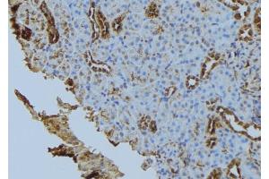 ABIN6272849 at 1/100 staining Mouse kidney tissue by IHC-P. (Fission 1 anticorps  (Internal Region))