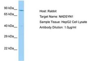 Image no. 1 for anti-NAD Synthetase 1 (NADSYN1) (AA 396-445) antibody (ABIN6750121) (NADSYN1 anticorps  (AA 396-445))