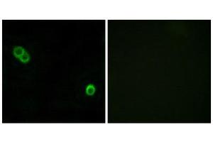 Immunofluorescence (IF) image for anti-Alkaline Ceramidase 3 (ACER3) (Internal Region) antibody (ABIN1850730) (ACER3 anticorps  (Internal Region))