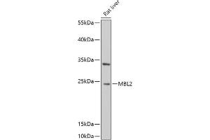 Western blot analysis of extracts of Rat liver, using MBL2 antibody (ABIN6132334, ABIN6143597, ABIN6143600 and ABIN6221519) at 1:1000 dilution. (MBL2 anticorps  (AA 21-248))