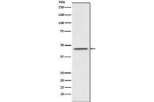 Western blot analysis of DEK expression in 293T cell lysate.