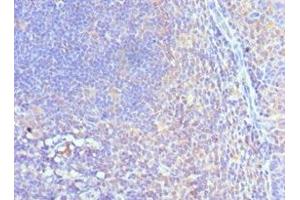 Immunohistochemistry of paraffin-embedded human tonsil tissue using ABIN7148758 at dilution of 1:100 (Cullin 5 anticorps  (AA 1-300))