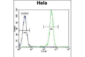 Flow cytometric analysis of Hela cells (right histogram) compared to a negative control cell (left histogram).