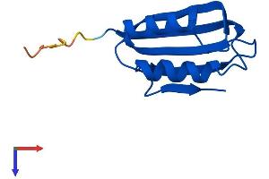 AlphaFold protein structure predicition of Mouse Recombinant Acyp2 Protein, UniprotID P56375