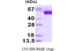 SDS-PAGE (SDS) image for Glutathione Reductase (GSR) (AA 43-522) (Active) protein (His tag) (ABIN667622)
