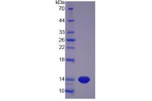 SDS-PAGE analysis of Pig MSTN Protein. (MSTN Protéine)