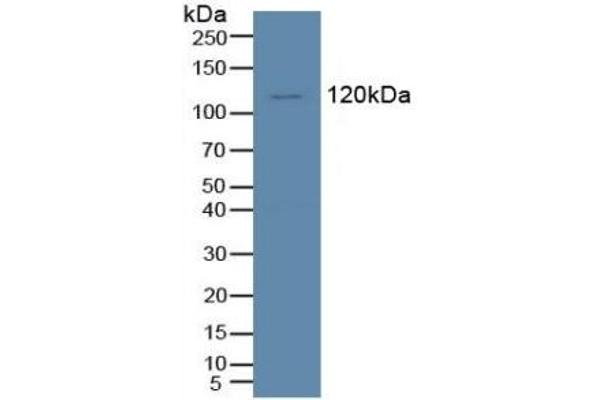 TIE1 antibody  (AA 435-609)