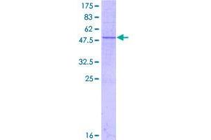 Image no. 1 for Methyltransferase Like 7A (METTL7A) (AA 1-244) protein (GST tag) (ABIN1310767)