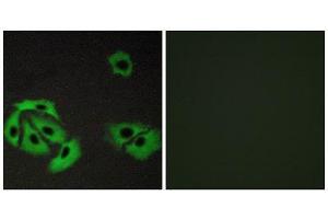 Immunofluorescence (IF) image for anti-BCL2-Associated X Protein (BAX) (Internal Region) antibody (ABIN1850412) (BAX anticorps  (Internal Region))