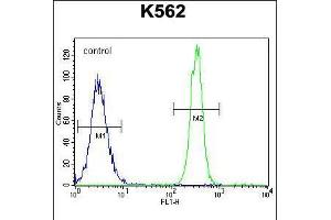 Flow cytometric analysis of K562 cells (right histogram) compared to a negative control cell (left histogram). (ENOS anticorps  (AA 1156-1183))