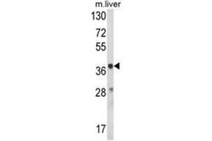 Western blot analysis of HAO1 Antibody (Center) in mouse liver tissue lysates (35ug/lane). (HAO1 anticorps  (Middle Region))