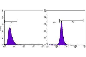 Flow cytometric analysis of MCF-7 cells using beta Actin mouse mAb (right) and negative control (left).
