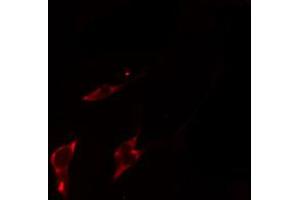 anti-Serine Incorporator 1 (SERINC1) (C-Term) antibody