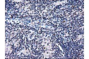 Image no. 7 for anti-Striatin Interacting Protein 1 (STRIP1) antibody (ABIN1498205) (STRIP1 anticorps)