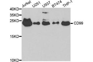 Western blot analysis of extracts of various cell lines, using CD99 antibody. (CD99 anticorps  (AA 23-185))