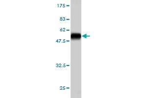 Western Blot detection against Immunogen (52.