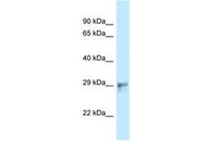 HAUS1 antibody  (AA 139-188)