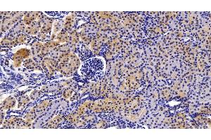 Detection of CASP1 in Porcine Kidney Tissue using Polyclonal Antibody to Caspase 1 (CASP1)