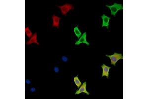 ABIN7096740 and ABIN7100805 staining HepG2 cells by IF/ICC.