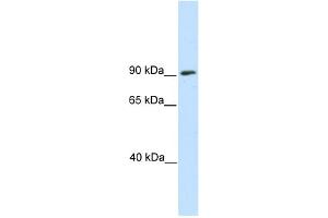 WB Suggested Anti-SREBF1 Antibody Titration:  0. (SREBF1 anticorps  (N-Term))