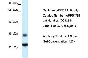 Western Blotting (WB) image for anti-Ribosomal Protein S9 (RPS9) (C-Term) antibody (ABIN2788901) (RPS9 anticorps  (C-Term))