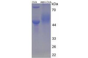 Image no. 3 for Anti-Mullerian Hormone (AMH) peptide (Ovalbumin) (ABIN5666084) (Anti-Mullerian Hormone (AMH) peptide (Ovalbumin))