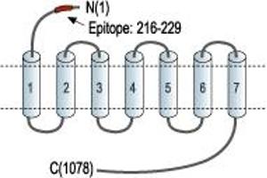 Representative domain view of the target of ABIN7043019. (CASR anticorps  (Extracellular, N-Term) (FITC))
