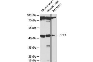 Western blot analysis of extracts of various cell lines, using DPF3 antibody (ABIN7266671) at 1:1000 dilution.